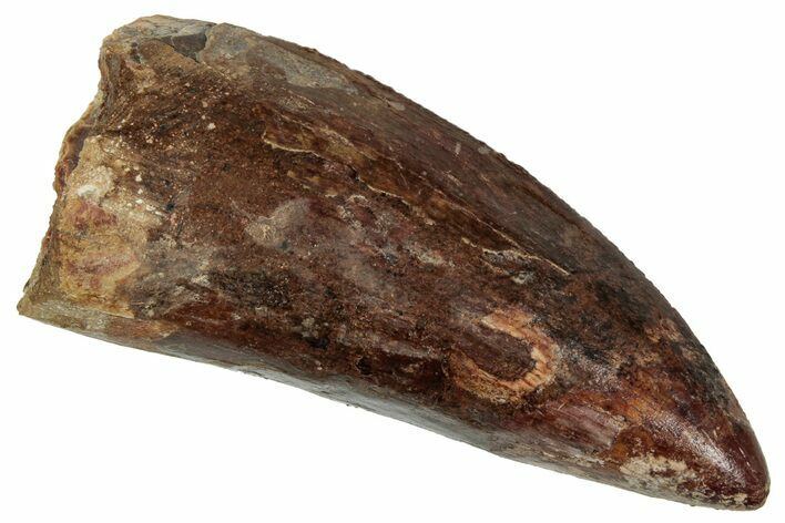 Serrated, Carcharodontosaurus Tooth - Real Dinosaur Tooth #241385